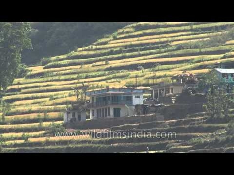 Terrace farming on the Himalayan slopes in Uttaranchal, India( view from the foothills)