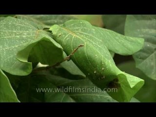 Tailorbird stitches its leaf nest in a tree