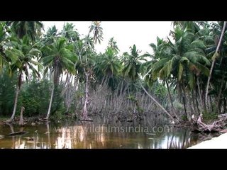 Backwaters in the Andaman & Nicobar islands