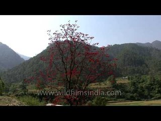 Indian Coral tree flowering in the Ganga valley
