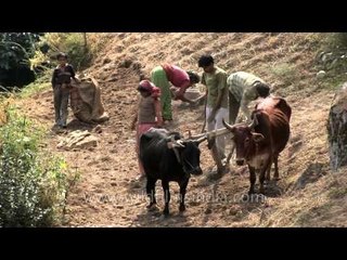 Traditional farming with bullocks and village hands in Uttarakhand