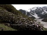 Flowering Rhododendron slopes and buggyals of Uttarakhand