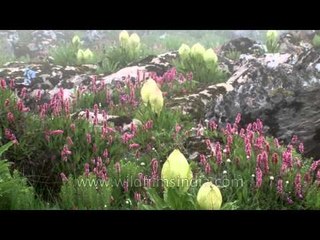 Beautiful Himalayan alpine meadow with Brahmakamal and Bistorta