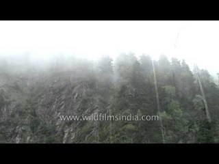 Lush green forest of Uttarakhand