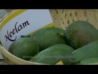 Neelam mangos on display at Mango Festival, Dilli haat Pitampura