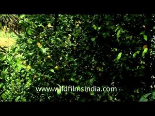 Pomelo fruits grow in Munnar town, Kerala