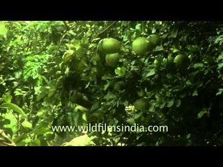 Pomelo fruits grow in Munnar town, Kerala