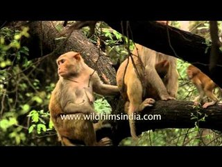 Rhesus macaque outside Rashtrapati Bhavan