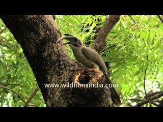 Rare Grey Hornbill found nesting in New Delhi city, after ages!