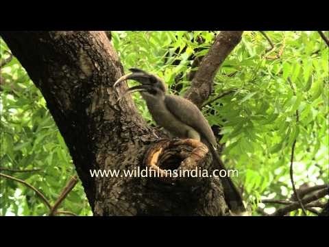 Rare Grey Hornbill found nesting in New Delhi city, after ages!