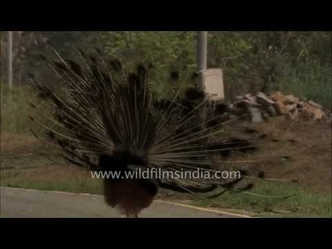 Peafowl male displaying on the President's Estate in New Delhi