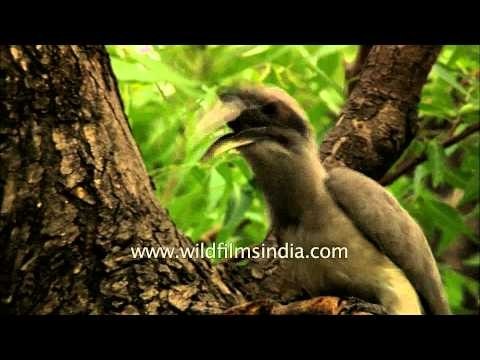 Grey Hornbill regurgitates berries for its chicks
