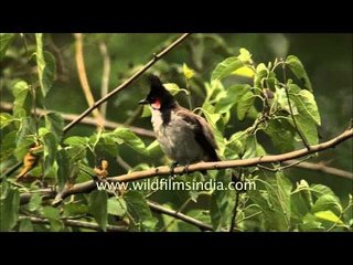 Perky Red-whiskered Bulbul
