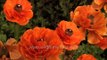 Flowers at full blossom at Mughal Garden in Rashtrapati Bhavan: Delhi