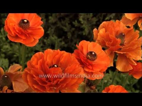 Flowers at full blossom at Mughal Garden in Rashtrapati Bhavan: Delhi