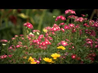 Phlox flowers in profusion, in many colours