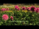 Dahlias bloom in Mughal Gardens, Rashtrapati Bhavan