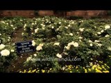 Ice Berg Rose flowers seen in bloom at the Mughal Gardens