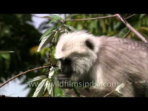 Uttarakhand: Langur in natural habitat