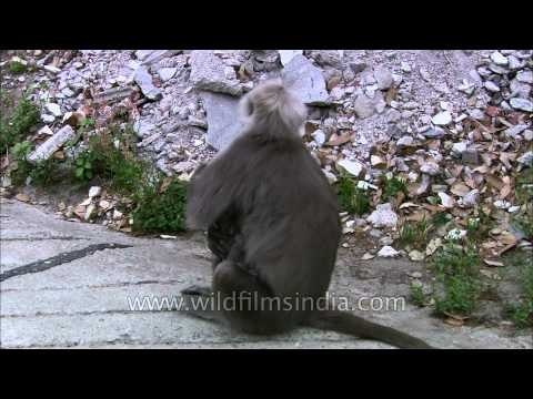 Uttarakhand: Hanuman Langur