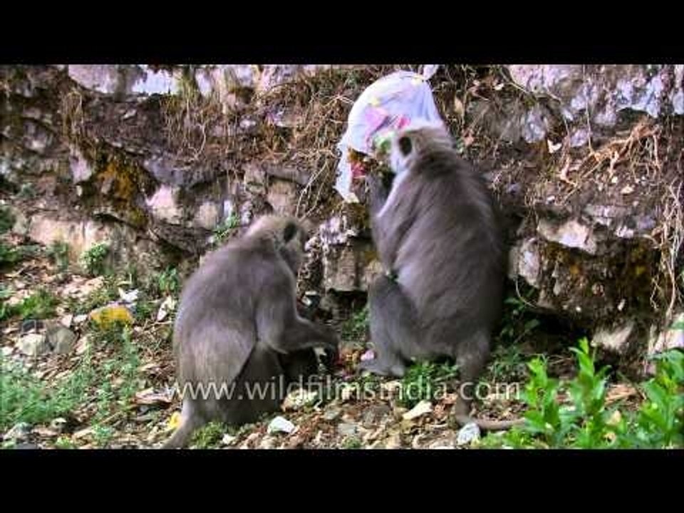 The amazing scavenger- Hanuman Langur