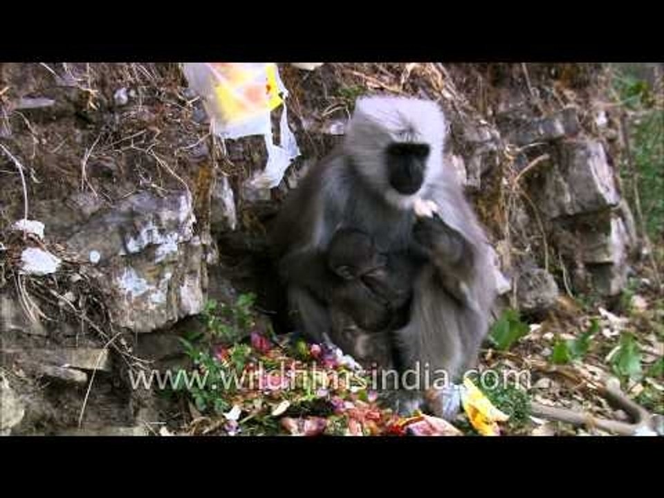 Uttarakhand: The Langur feast