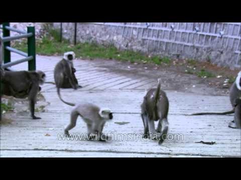 Uttarakhand: The Hanuman Langur Hangout
