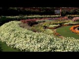 Delhi: President's Flowers- Mughal Garden at Rashtrapati Bhavan
