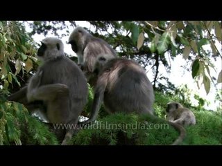 The Gray Langur hangout on a tree