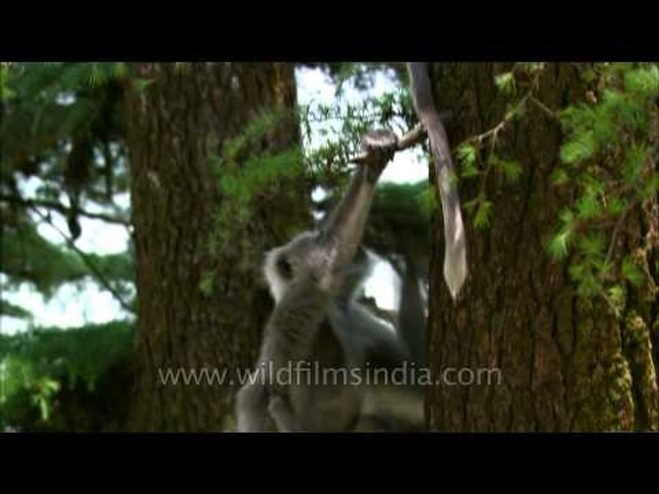 Tree climber: Gray Langur from the Himalayas