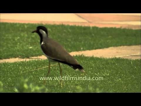 Red-wattled Lapwing walking around the Mughal Gardens in Rashtrapati Bhawan