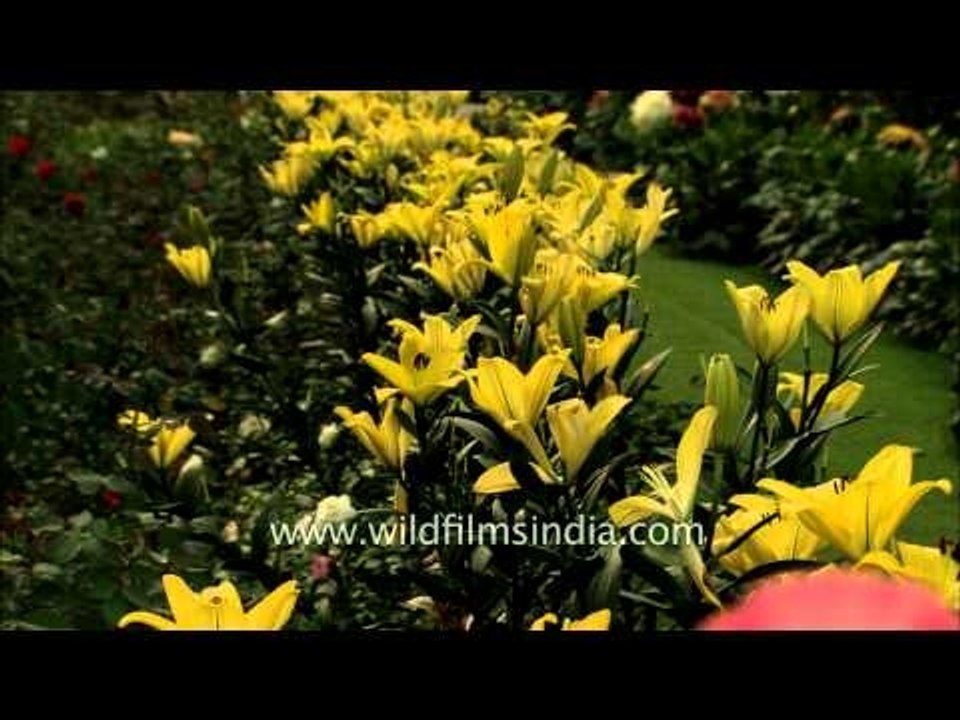 Yellow Asiatic Lily Blooms at Mughal Gardens, Delhi
