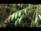 Conifers