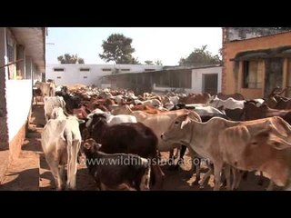 Cows riot on the streets of Nagpur!