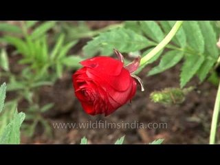 Bhutan kurjey festivals flowers hdv tape 6 1 78