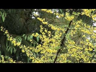 Bhutan kurjey festivals flowers hdv tape 6 1 80