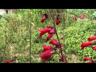 Wild Red Lilies in Bumthang district, Bhutan