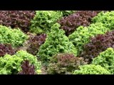 Red and Green Lettuce in Bumthang, Bhutan