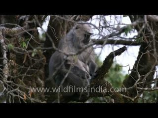 Uttarakhand: Mother Langur and the Restless Langur