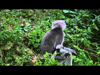 Resting and nesting: The Gray Langur of Uttarakhand