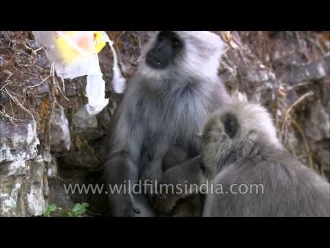 Uttarakhand: The Hanuman Langur scavenges
