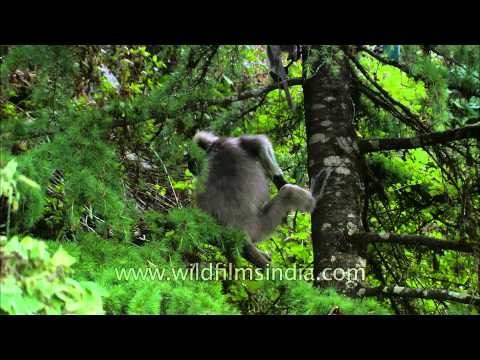 Tree Climbing lessons: Hanuman Langur in Uttarakhand