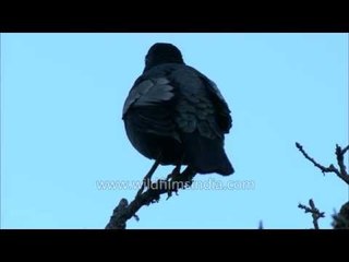 Grey-winged Blackbird