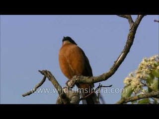 Black-capped Sibia or Rufous Sibia in the Himalaya