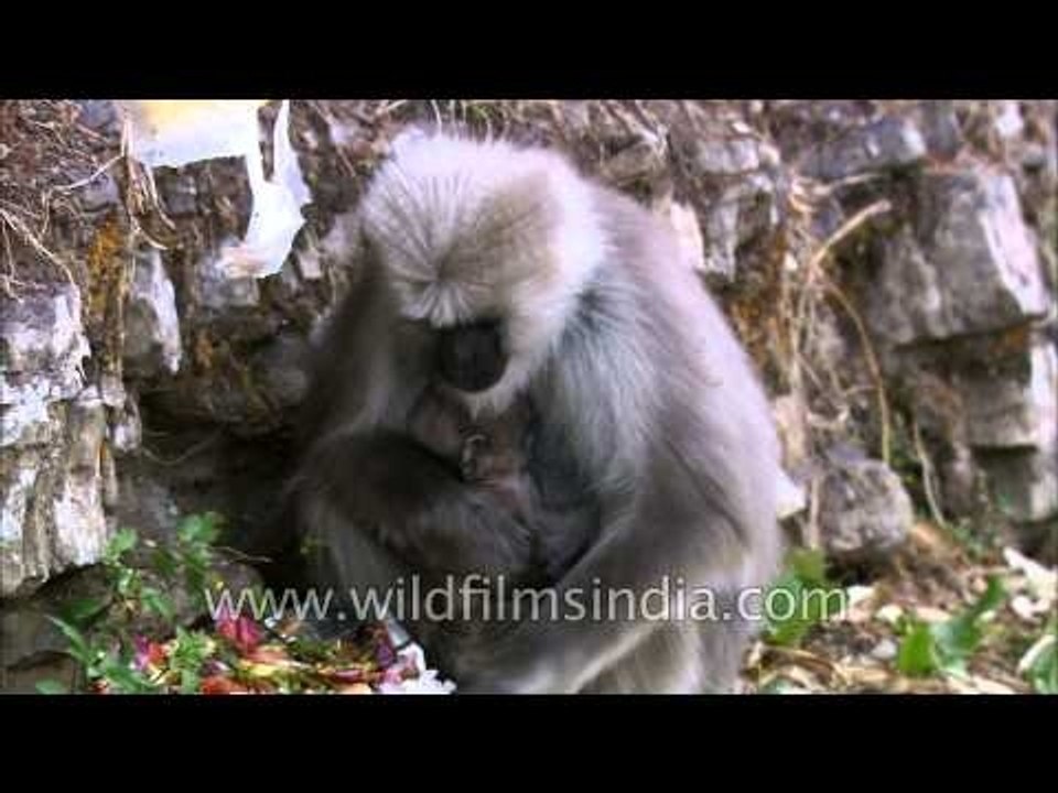 Uttarakhand: Langur eats and climbs up a wall