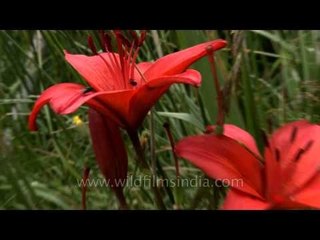 Magical Red LIlies