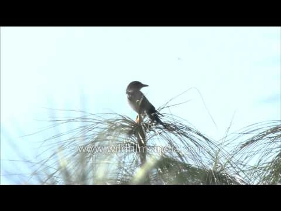 Thrush-like bird on a pine tree