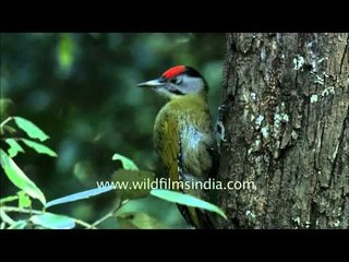 Grey-headed Woodpecker male, Landour Himalaya