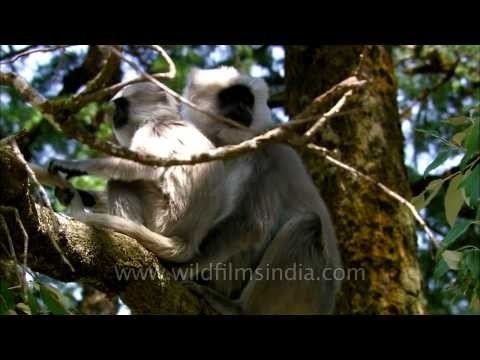 Langur with young one on Oak trees of Landour