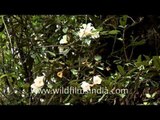 Bhutan thimpu white rhododendron hdv tap 9 11